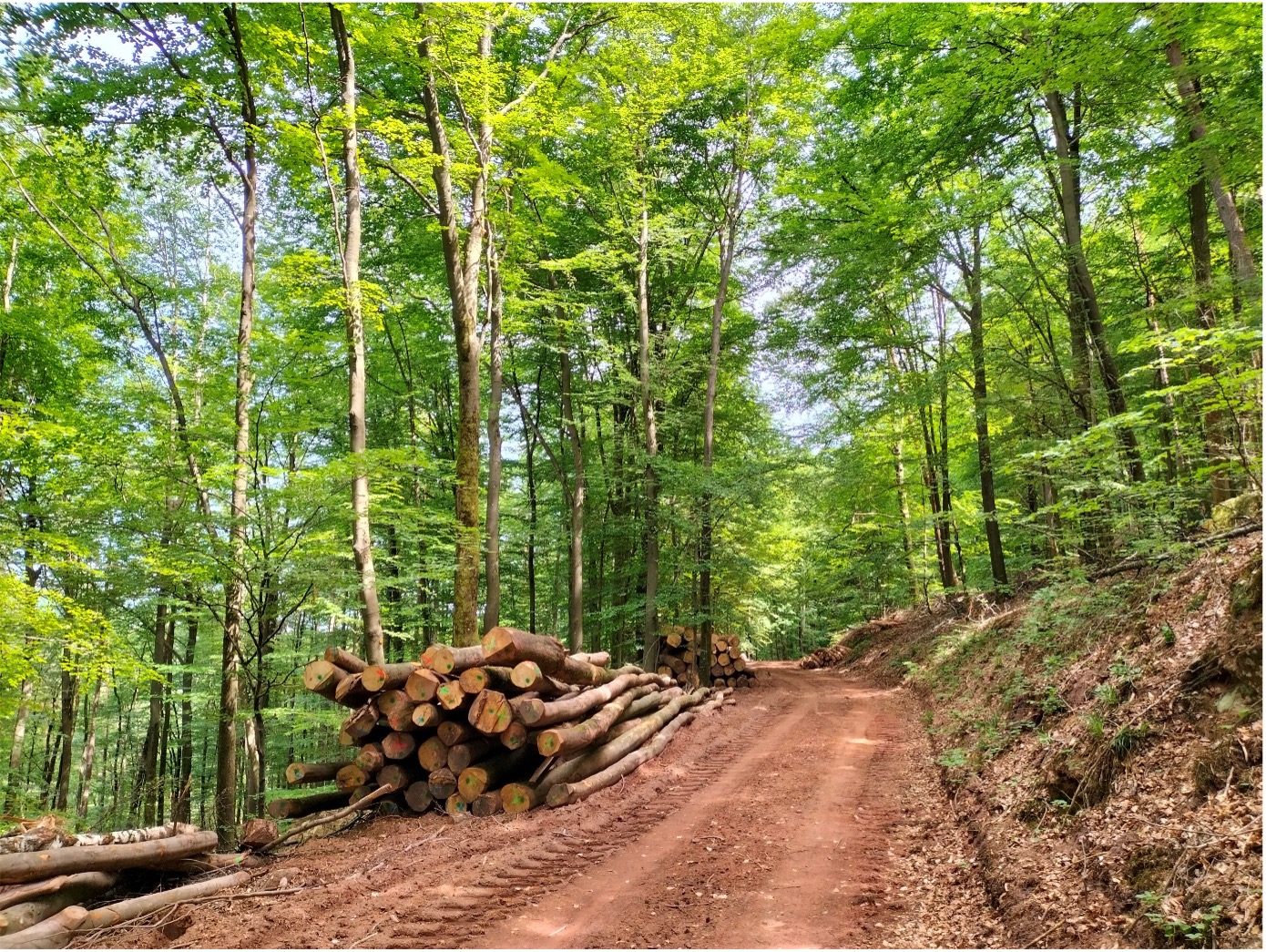 Sustainable commercial forest management in Vosges, France